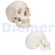 Anatomical Skull 3 Parts White